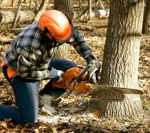 Tree Removal in Monahans, TX
